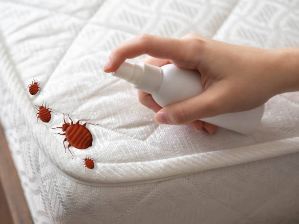 Insect Control in Payson, IL
